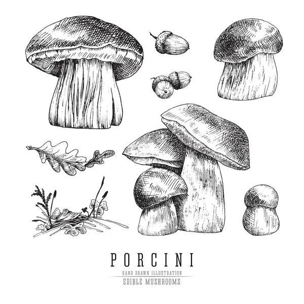 Cep mushrooms vector sketch set, porcini boletus with forest accessories: moss, plants, oak leaf.  Edible mushroom isolated engraving on white background. — Stock Vector
