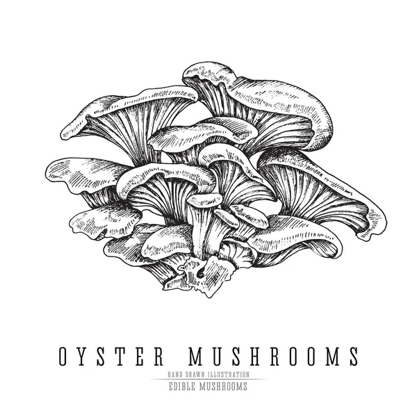 Oyster mushrooms vector sketch collection. Edible mushroom isolated engraving on white background. — Stock Vector