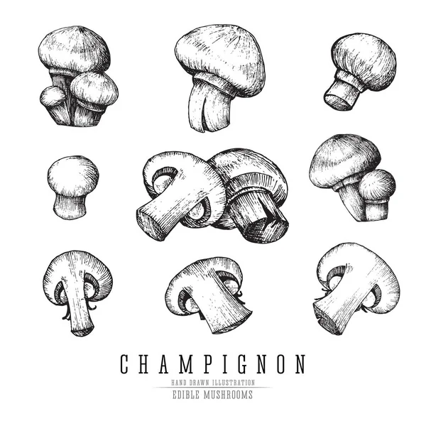 Champignon cogumelos coleção de esboço vetorial. Cogumelo comestível inteiro e fatiado isolado, simples e grupos, gravura sobre fundo branco . — Vetor de Stock