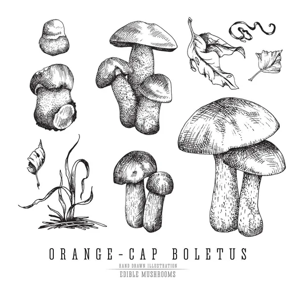 숲, 잎 및 식물, 계절 벡터 스케치 컬렉션 오렌지 모자 boletus 버섯. — 스톡 벡터
