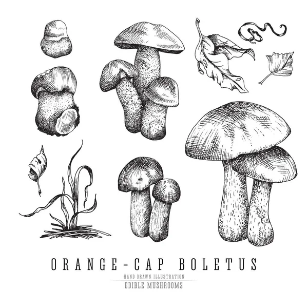 Funghi della foresta porcini arancio-cap boletus con foglie e piante, collezione di schizzi vettoriali stagionali . — Vettoriale Stock