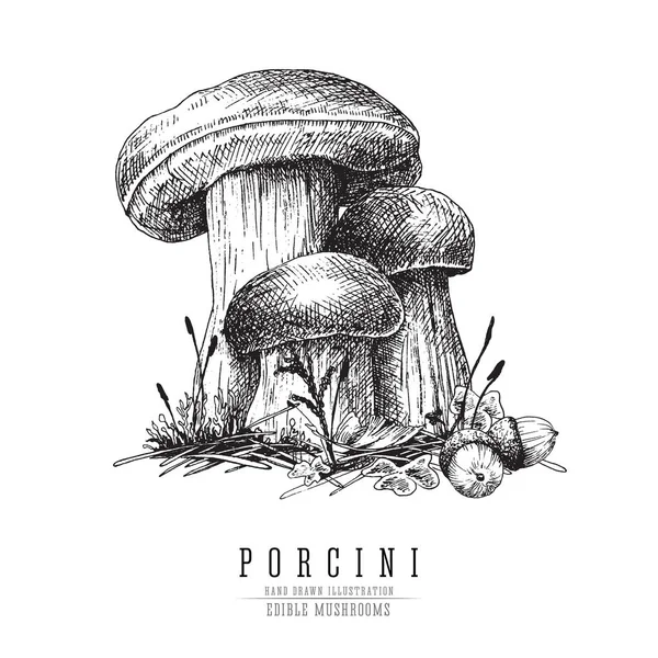 Cep mushroom vecor sketch illustration, porcini boletus with forest accessories: moss, plants, acorns.  Edible mushroom isolated engraving on white background. — Stock Vector