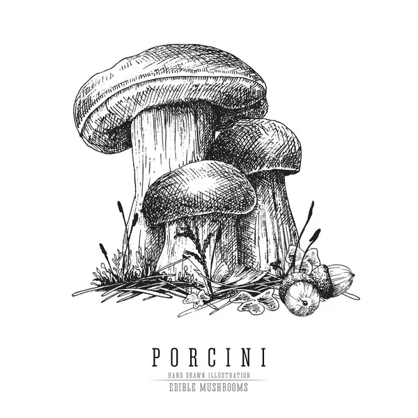 Cep hongo vecor boceto ilustración, boletus porcini con accesorios forestales: musgo, plantas, bellotas. Grabado aislado de setas comestibles sobre fondo blanco . — Archivo Imágenes Vectoriales