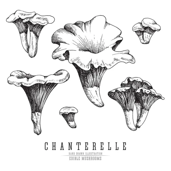 Chanterelle setas colección de croquis vectoriales. Champiñones comestibles aislados, individuales y agrupados, grabado sobre fondo blanco . — Vector de stock