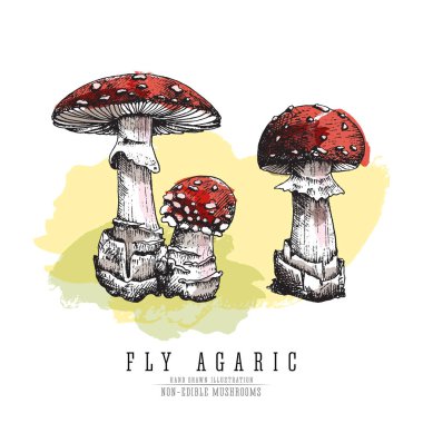 Sinek agaric, yenilebilir olmayan zehirli orman renk sketch vektör illüstrasyon izole mantar. Suluboya taklit.