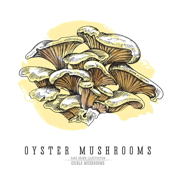 Oyster mushrooms Stock Vectors, Royalty Free Oyster mushrooms Illustrations Depositphotos®
