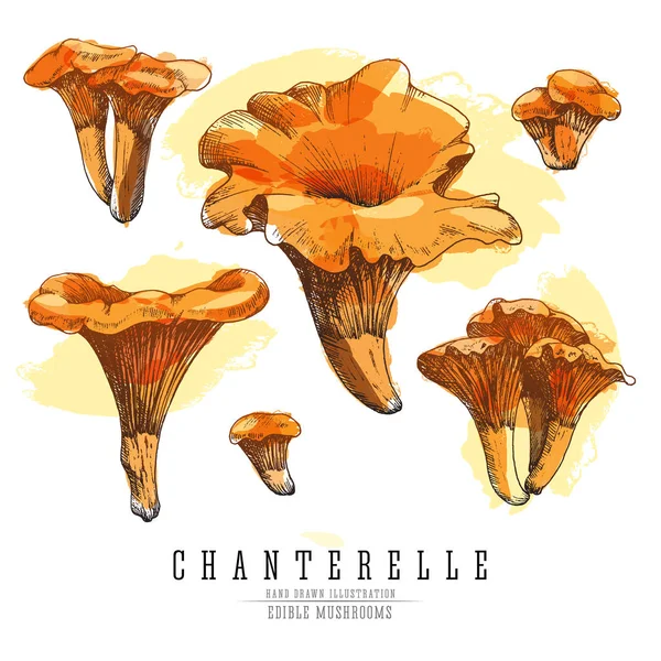 Chanterelle cogumelos vetor cor esboço ilustração conjunto. Cogumelo comestível, todos os elementos isolados sobre fundo branco . — Vetor de Stock