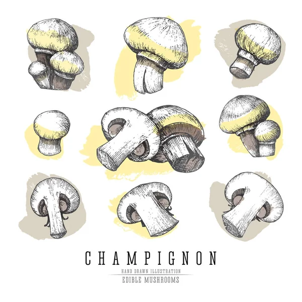 Коллекция векторных набросков грибов Шампиньона. Целый и нарезанный съедобный гриб изолирован, имитация акварели на белом фоне . — стоковый вектор