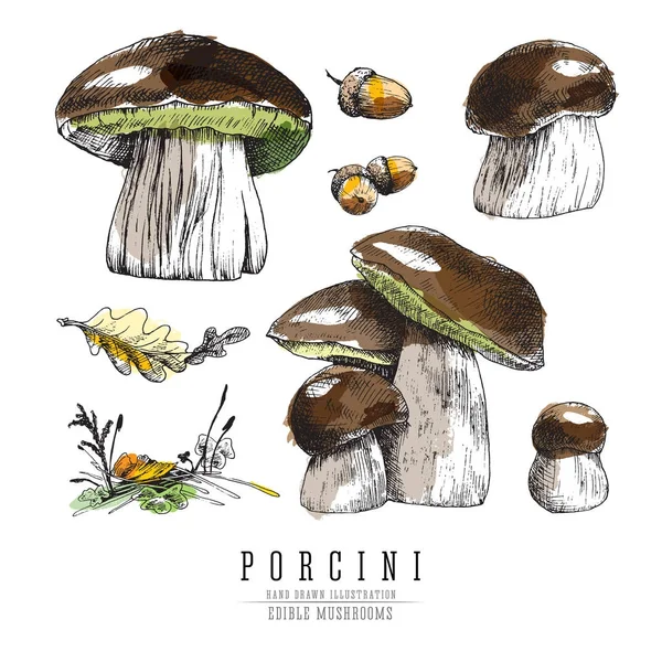 Cep and porcini mushrooms vector color sketch illustration set with forest plants elements: moss, grass, oak leaf. Cogumelo comestível, todos os elementos isolados sobre fundo branco . — Vetor de Stock