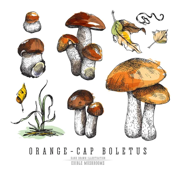 Champignons forestiers bolet à chapeau orange avec des feuilles et des plantes, collection de croquis vectoriels colorés saisonniers. Tous les éléments isolés sur fond blanc, imitation aquarelle . — Image vectorielle