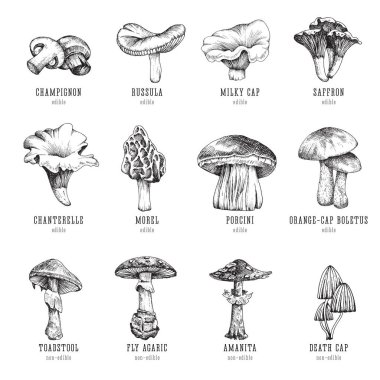 Forest types of mushrooms collection, edible and non-edible boletus in retro sketch vector style. All elements isolated. clipart