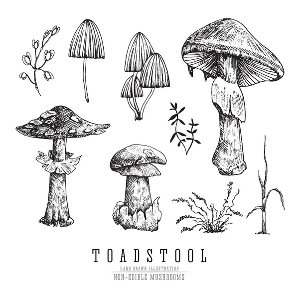 Toadstool e mosca agárica, muito perigoso não comestível venenoso floresta cogumelos esboço vetor ilustração isolado . — Vetor de Stock