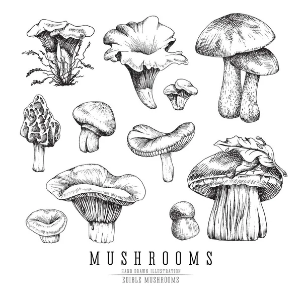 Los tipos de bosque de la colección de setas, boletus comestible en estilo retro vector boceto. Todos los elementos aislados . — Archivo Imágenes Vectoriales