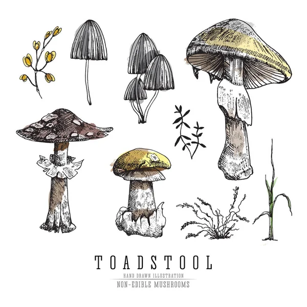 非常危险的不食用的有毒森林蘑菇五颜六色的草绘载体例证隔绝了. — 图库矢量图片