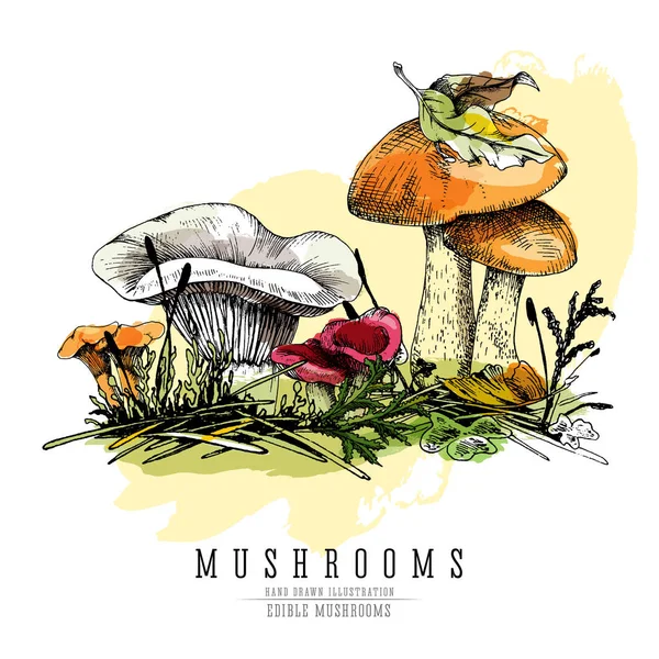 Bosque setas color vector bosquejo ilustración realista: boletus gorra naranja, cantarela, gorra lechosa y russula con elementos de sotobosque . — Archivo Imágenes Vectoriales