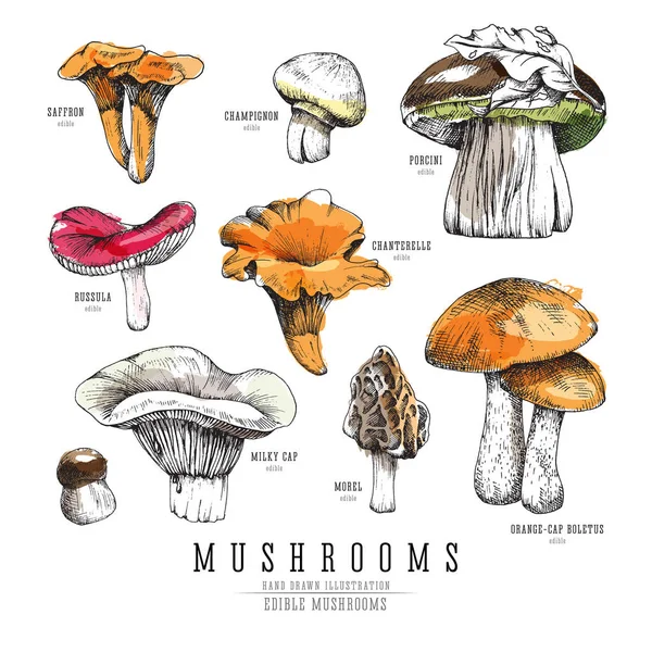 Bosque tipos de setas colección colorida, boletus comestible en estilo retro vector boceto. Todos los elementos aislados, imitación acuarela . — Archivo Imágenes Vectoriales