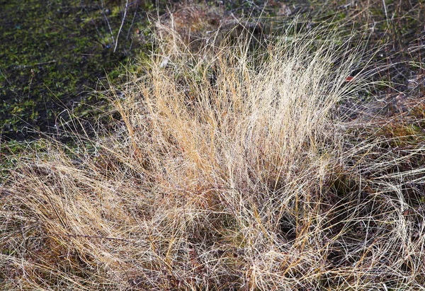 Verschillende weergaven van de herfst landschap — Stockfoto