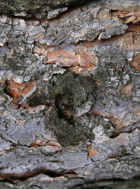  Ağaç kabuğu 