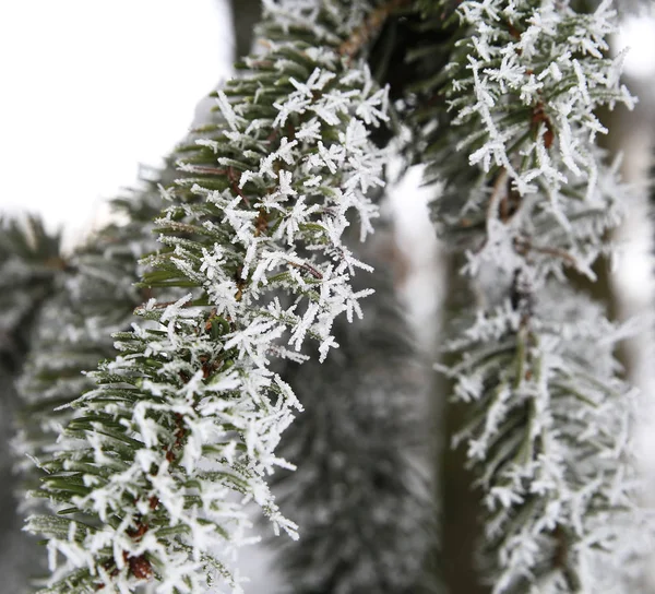 Natur på vintern — Stockfoto