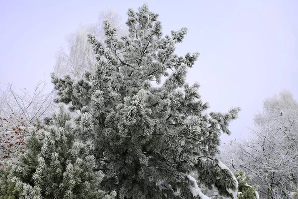 Nature Hiver Saison Froide Paysages Hivernaux Installations Photos Micro Stock — Photo