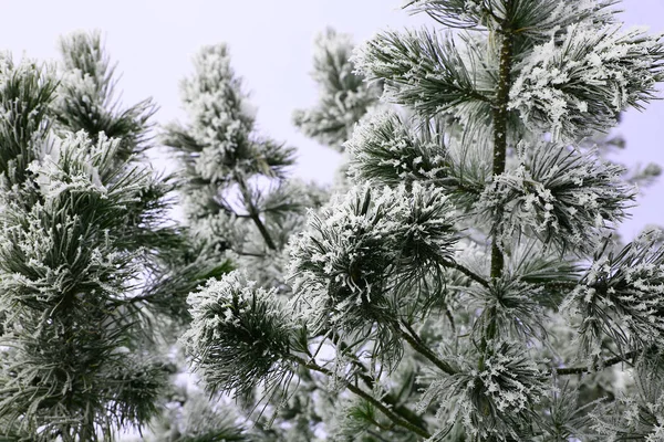 Natuur in de winter — Stockfoto