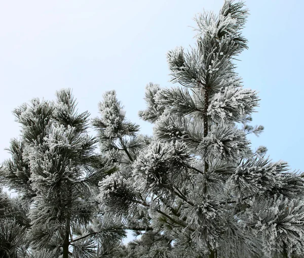 Natureza Inverno Estação Fria Paisagens Inverno Instalações Fotos Micro Estoque — Fotografia de Stock