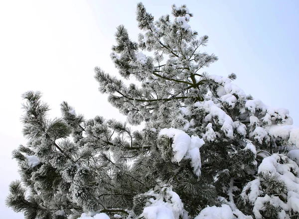 Nature Hiver Saison Froide Paysages Hivernaux Installations Photos Micro Stock — Photo