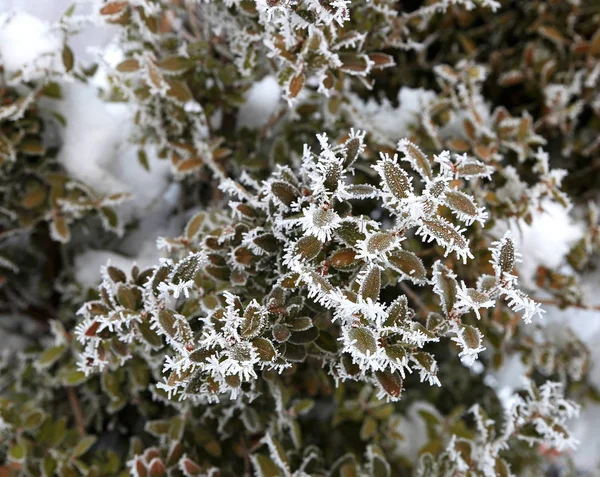 Natuur Winter Koud Seizoen Winterlandschappen Faciliteiten Foto Micro Stock — Stockfoto