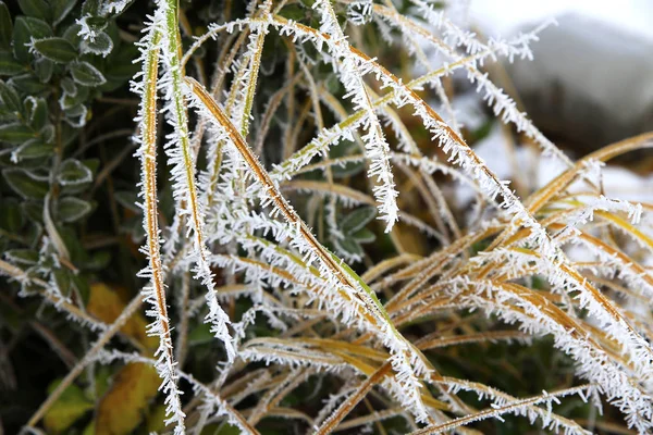 Natuur in de winter — Stockfoto