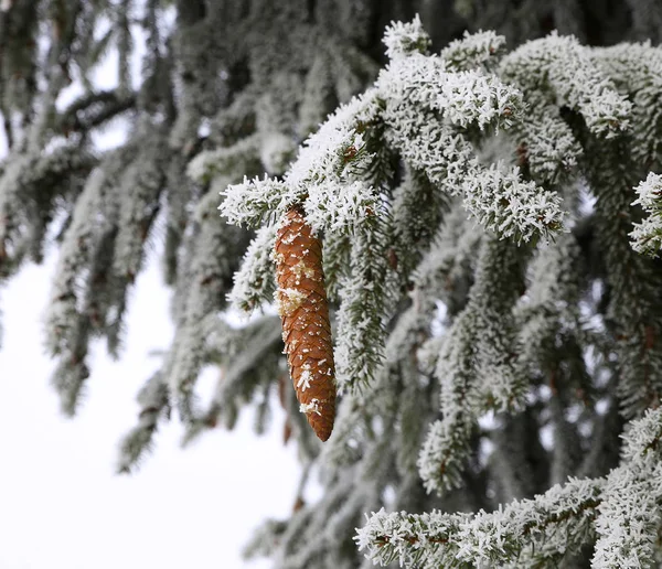 Natura in inverno — Foto Stock