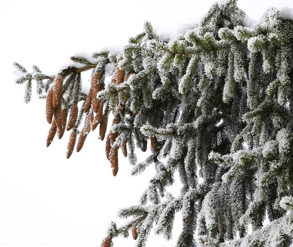 Natur på vintern — Stockfoto