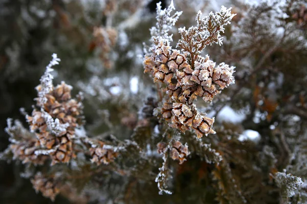 Natuur in de winter — Stockfoto