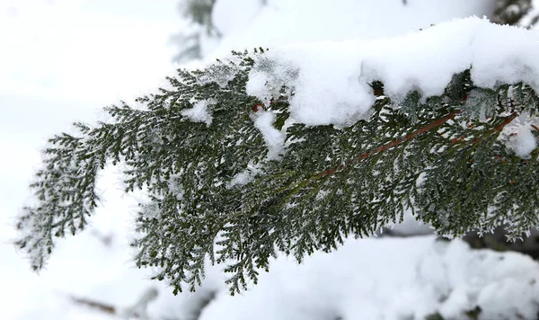 Naturaleza en invierno —  Fotos de Stock