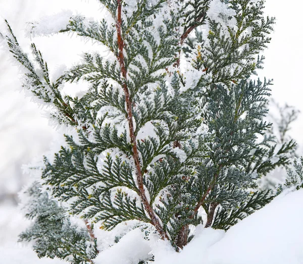 Natur på vintern — Stockfoto