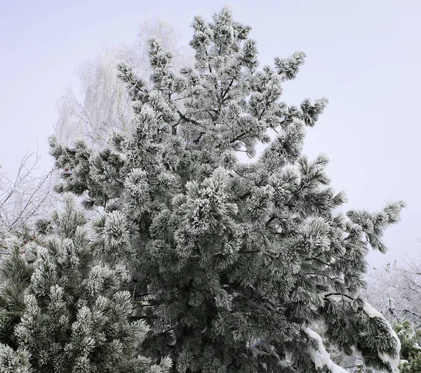 Natur på vintern — Stockfoto