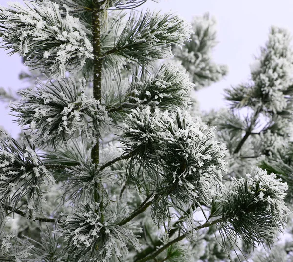 Natura in inverno — Foto Stock