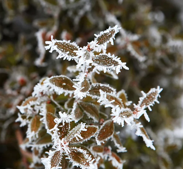 Nature en hiver — Photo