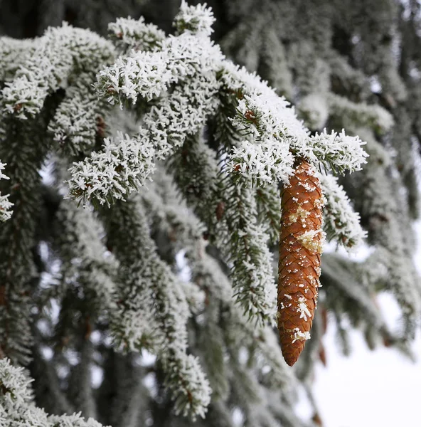 Naturaleza en invierno —  Fotos de Stock