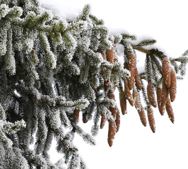 Natur på vintern — Stockfoto