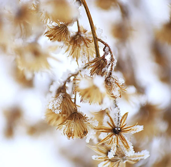 Verschillende Elementen Van Winter Macro Foto Voor Micro Stock — Stockfoto