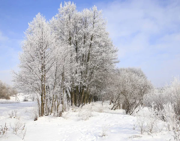Nature Hiver Saison Froide Paysages Hivernaux Installations Photos Micro Stock — Photo