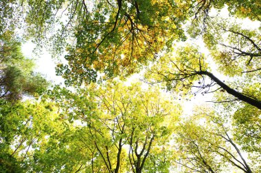 güzel sahne ve fotoğraf mikro-stoc doğa manzarasına sahip sonbahar öğeleri