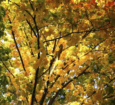 güzel sahne ve fotoğraf mikro-stoc doğa manzarasına sahip sonbahar öğeleri