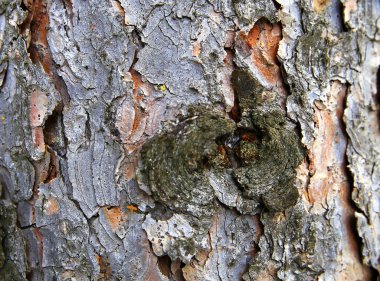 yoğun bir orman içinde büyüyen ağaç kabuğu tür