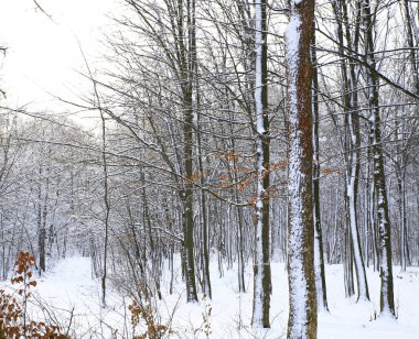 doğada kış ve soğuk sezon, kış manzaraları ve İmkanları mikro-stok fotoğraf