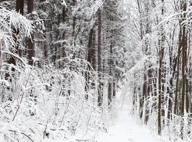  kış kış ve soğuk sezon doğa, manzara ve imkanları mikro-stoc fotoğraf