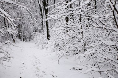  kış kış ve soğuk sezon doğa, manzara ve imkanları mikro-stoc fotoğraf