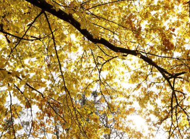 güzel manzara ve doğa fotoğrafları mikro stokunun manzarasına sahip sonbahar öğeleri