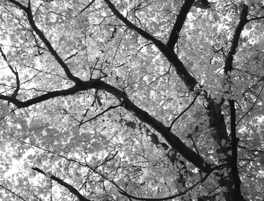 güzel manzara ve doğa fotoğrafları mikro stokunun manzarasına sahip sonbahar öğeleri