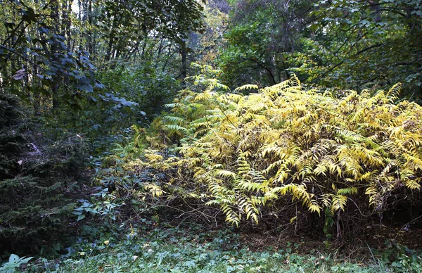 Beaux Paysages Éléments Automne Avec Vue Sur Nature Des Photos — Photo